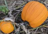 Pumpkins