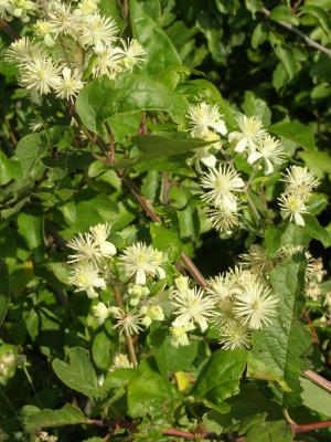 v3/12/532212/3/47664628.wildclematis_small.jpg