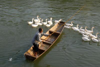 Duck herder, Phoenix (Fenghuang) Old Town, China