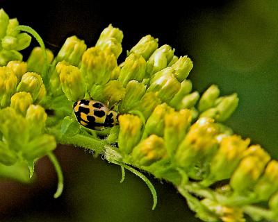 Ladybird