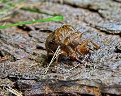 Beetle