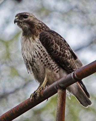 Hawk watching ball game.jpg