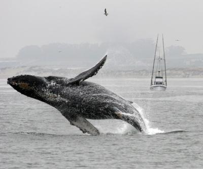 monterey_bay_humpback_whales_breaching