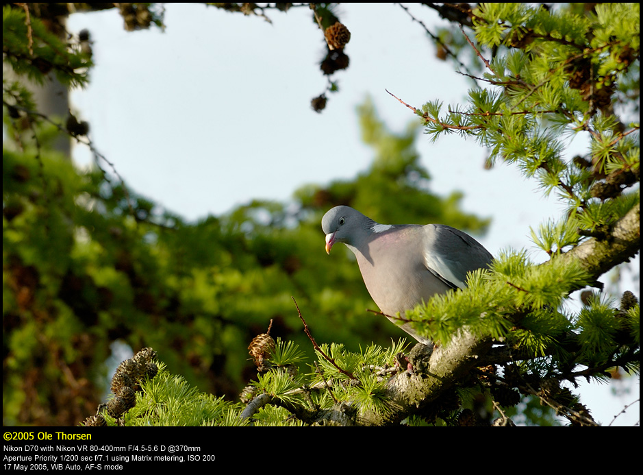 Wood Pigeon (Ringdue  /  Columba palumbus)