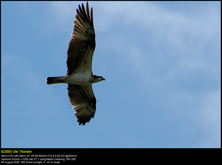 Osprey (Fiskern / Pandion haliaetus)
