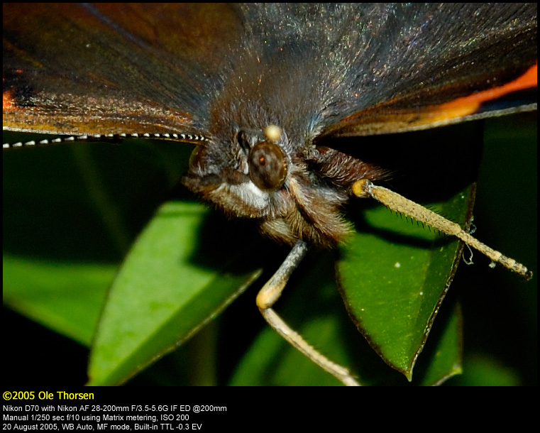 Red Admiral (Admiral / Vanessa Atalanta)