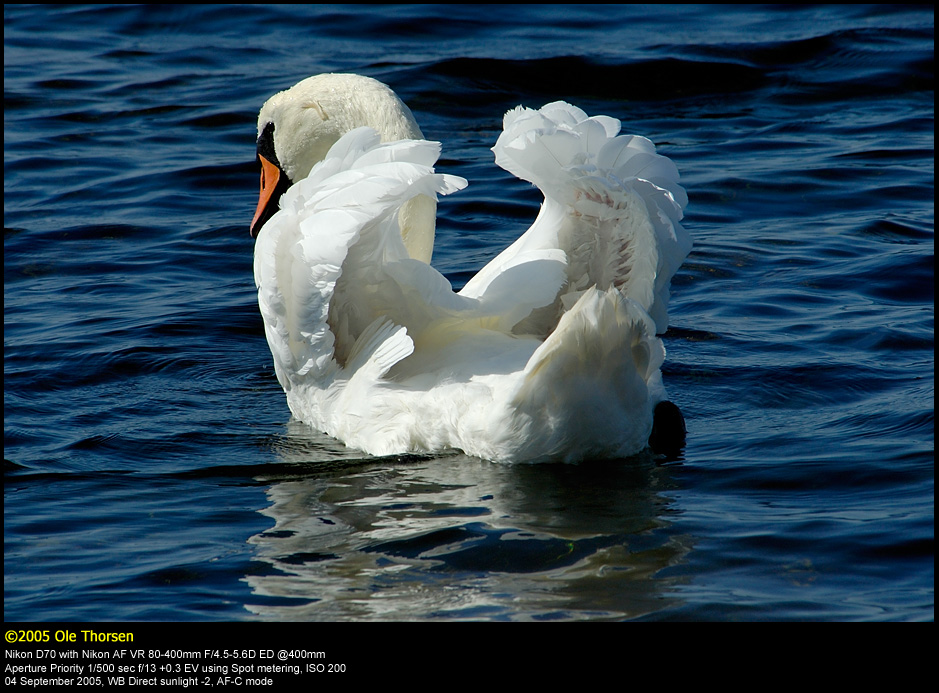 Mute swan (Knopsvane / Cygnus olor)