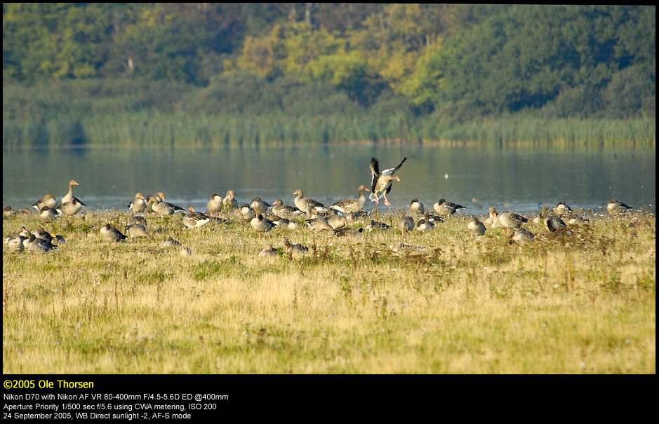 Greylag Geese (Grgs / Anser anser)