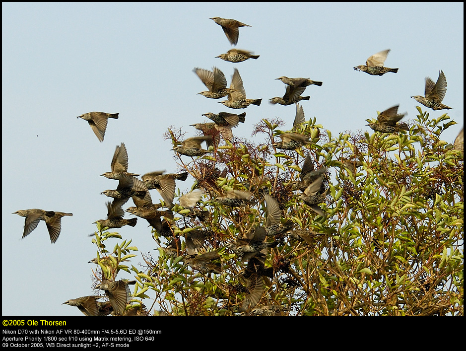 Starlings (Str / Sturnus vulgaris)