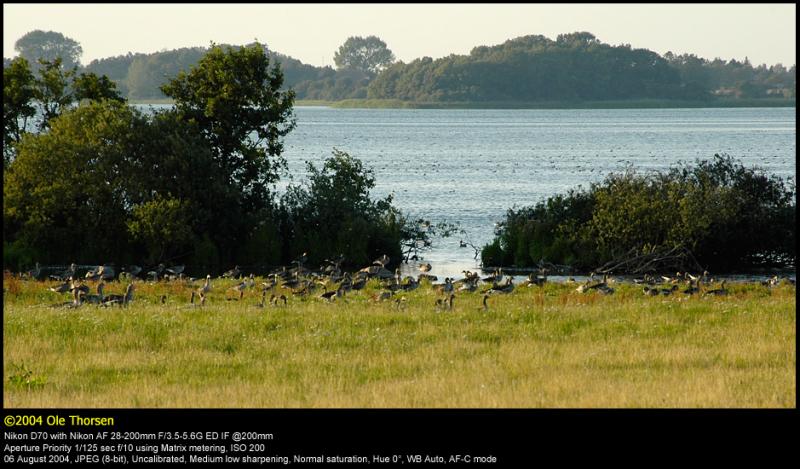 Greylag geese (Grgs / Anser anser)
