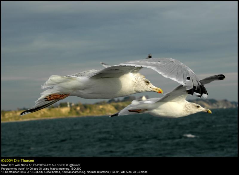 Herring Gull (Slvmge / Larus argentatus)