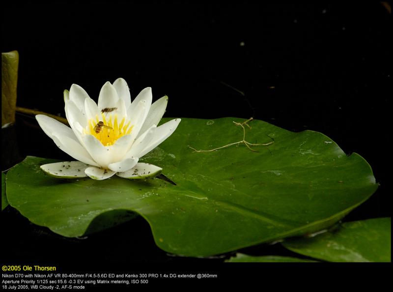 White Waterlily (Hvid kande / Nymphaea alba)