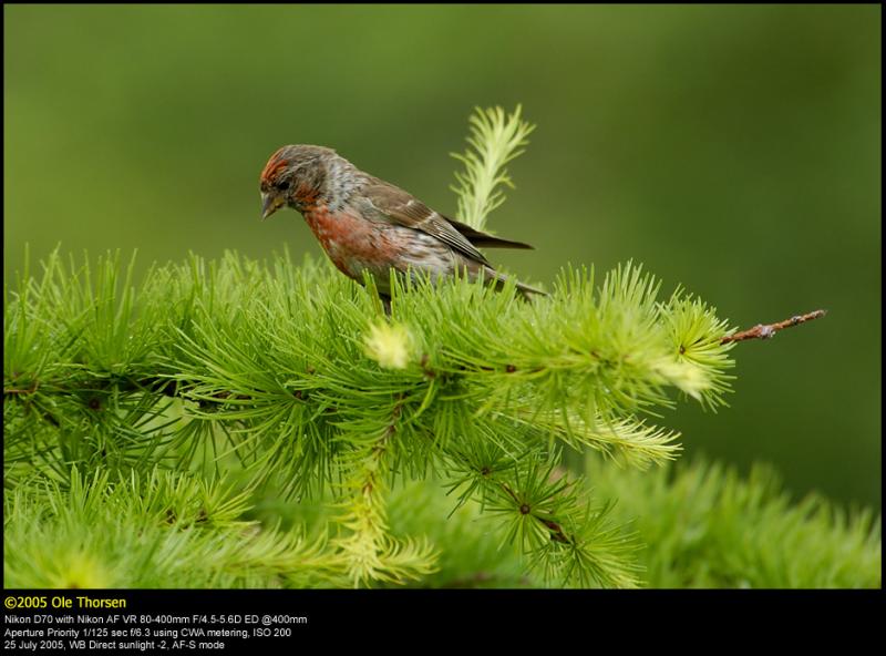 Linnet (Tornirisk / Carduelis cannabina)