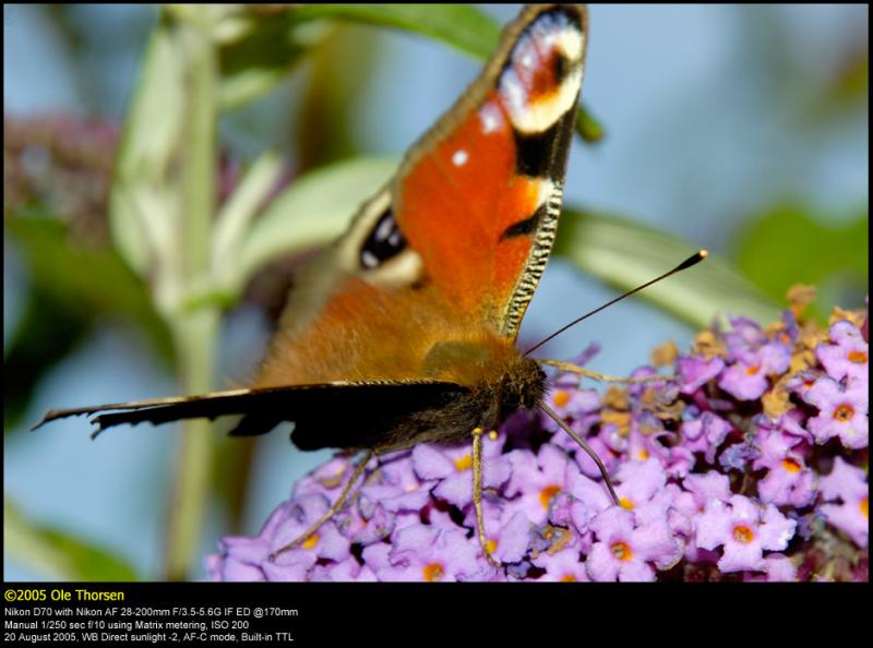 Peacock (Dagpfugleje / Inachis Io)