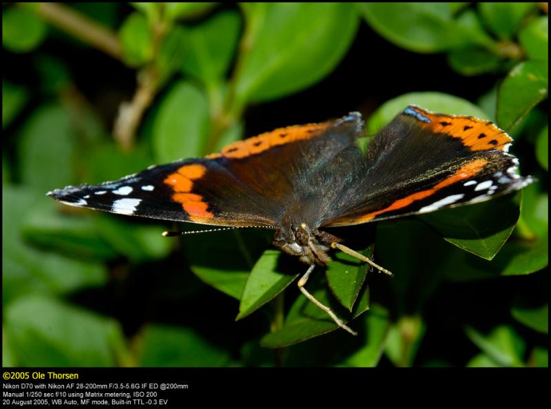 Red Admiral (Admiral / Vanessa Atalanta)