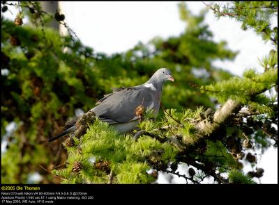 Wood Pigeon (Ringdue  /  Columba palumbus)