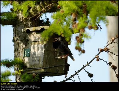 Starling (Stær / Sturnus vulgaris)
