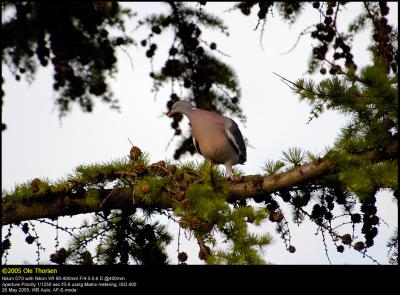 Wood Pigeon (Ringdue  / Columba palumbus)
