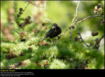 Starling (Stær / Sturnus vulgaris)