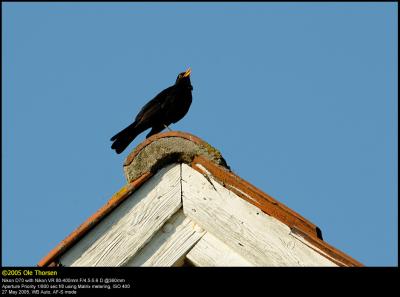 Blackbird (Solsort / Turdus merula)