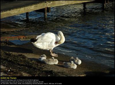 Mute swan (Knopsvane / Cygnus olor)