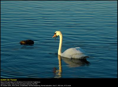 Mute swan (Knopsvane / Cygnus olor)