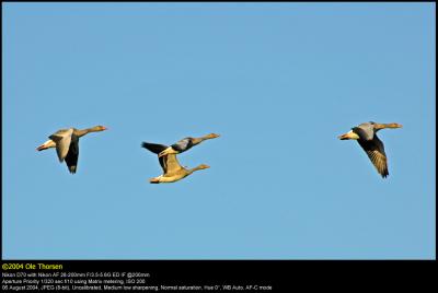 Greylag Goose (Grågås / Anser anser)