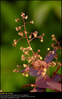 Smoke bush (Parykbusk / Cotinus coggygria)