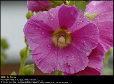 Hollyhock (Stokrose / Alcea rosea)