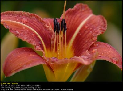 Orange Day Lily (Brun Daglilje / Lilium Hemerocallis fulva)