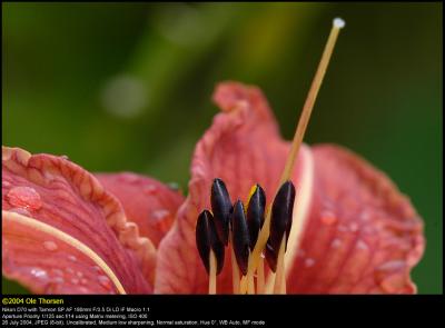 Orange Day Lily (Brun Daglilje / Lilium Hemerocallis fulva)