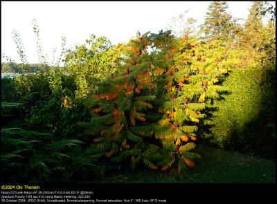 Staghorn Sumac (Hjortetakstræ / Rhus typhina)