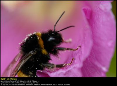 Bumblebee (Humlebi / Bombus terrestris)