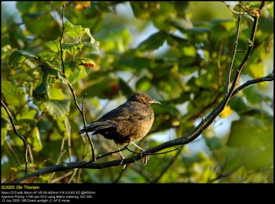 Black Bird (Solsort / Turdus merula)