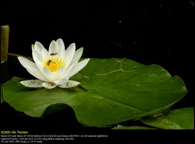 White Waterlily (Hvid Åkande / Nymphaea alba)