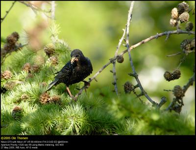 Starling (Stær / Sturnus vulgaris)