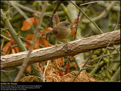 Winter Wren (Grdesmutte / Troglodytes troglodytes)