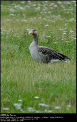 Greylag Goose (Grgs / Anser anser)
