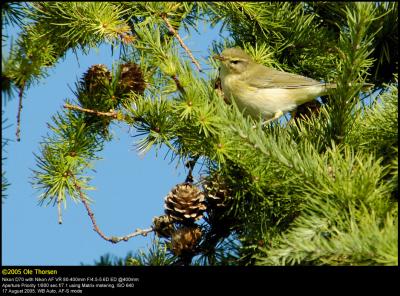 Willow warbler (Lvsanger / Phylloscopus trochilus)