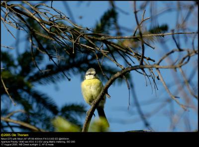 Blue tit (Blåmejse / Cyanistes caeruleus)