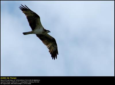 Osprey (Fiskeørn / Pandion haliaetus)