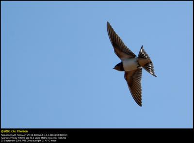 Barn Swallow (Landsvale / Hirundo rustica)