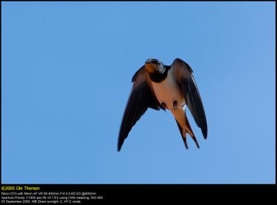 Barn Swallow (Landsvale / Hirundo rustica)