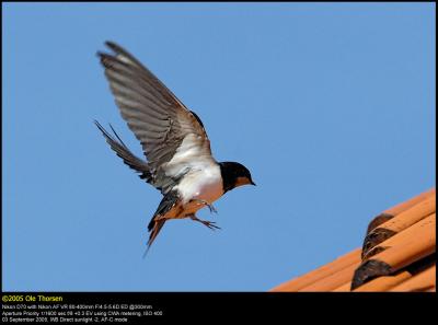 Barn Swallow (Landsvale / Hirundo rustica)