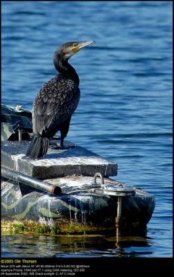 Cormorant (Skarv / Phalacrocorax carbo)