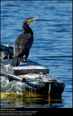 Cormorant (Skarv / Phalacrocorax carbo)