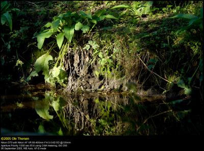 Creek Mirror