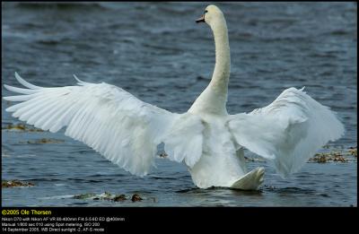 Mute swan (Knopsvane / Cygnus olor)