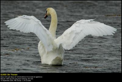 Mute swan (Knopsvane / Cygnus olor)