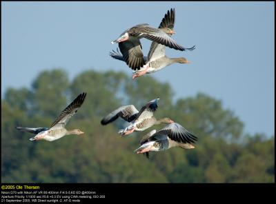 Greylag Geese (Grgs / Anser anser)